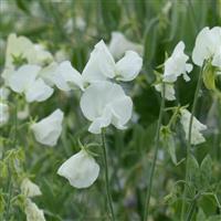 Spring Sunshine White Sweet Pea