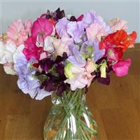 Spring Sunshine Formula Mix Sweet Pea