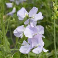 Spring Sunshine Light Blue Sweet Pea