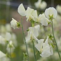 Winter Sunshine Cream Sweet Pea