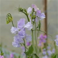 Winter Sunshine Lavender Sweet Pea