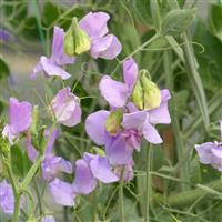 Winter Sunshine Mauve Sweet Pea