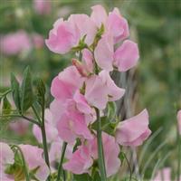 Winter Sunshine Pink Sweet Pea