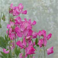 Winter Sunshine Rose Sweet Pea