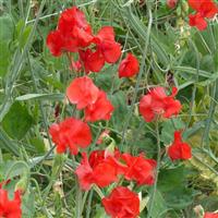 Winter Sunshine Scarlet Sweet Pea