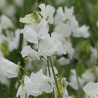 Winter Sunshine White Sweet Pea