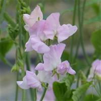 Winter Sunshine Opal Sweet Pea