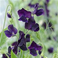 Winter Sunshine Navy Sweet Pea