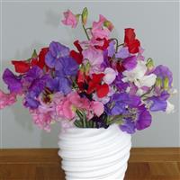 Winter Sunshine Formula Mix Sweet Pea