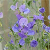 Winter Sunshine Mid Blue Sweet Pea