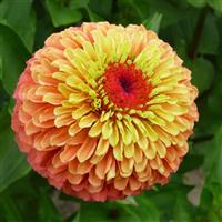 Queeny Lime Orange Zinnia