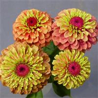 Queeny Lime Orange Zinnia