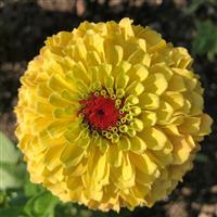 Queeny Lemon Peach Zinnia