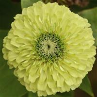 Queen Lime Zinnia