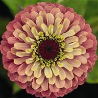 Queen Lime Red Zinnia