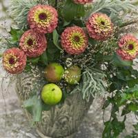 Queen Lime Red Zinnia