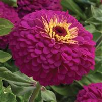 Uproar Rose Zinnia