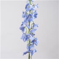 Waltz Sky Delphinium