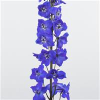 Waltz Sea Delphinium