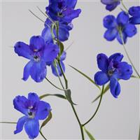 Sunshine Delphinium belladonna