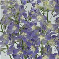 Trick Blue Delphinium