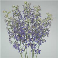 Trick Blue Delphinium