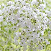 Pearls Petite Gypsophila