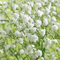 Pearls Blossom Gypsophila