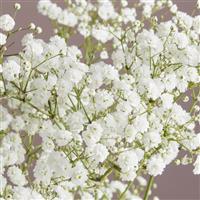 Pearls Dreamtastic Gypsophila