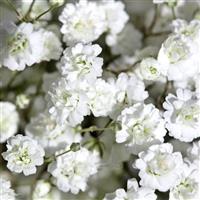 Pearls Ginga Gypsophila