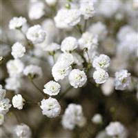 Pearls Ginga-Way Gypsophila