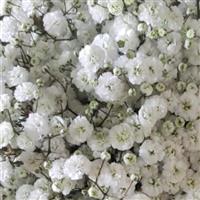 Pearls Grandtastic Gypsophila