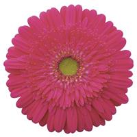 Beverly Gerbera