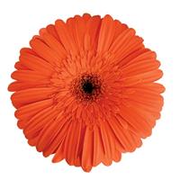 Marinilla Gerbera