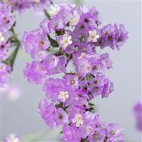 Sinzii Lilac Limonium