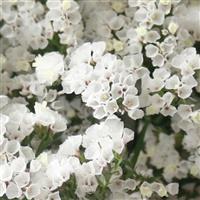 Sinzii White Limonium