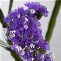 Sinzii Deep Blue Limonium