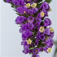 Sinzii Deep Lavender Limonium