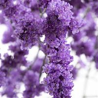 Shooting Star Limonium