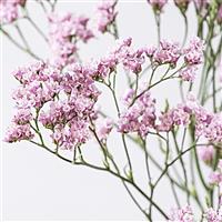 Silvery Pink Limonium