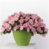 Main Stage™ Pink Petunia