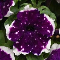 Main Stage™ Glacier Sky Petunia