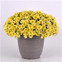 Caliburst™ Yellow Petchoa