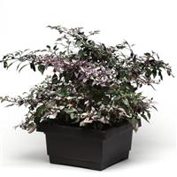 Calico Ornamental Pepper