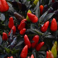 Midnight Fire Ornamental Pepper