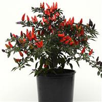 Midnight Fire Ornamental Pepper