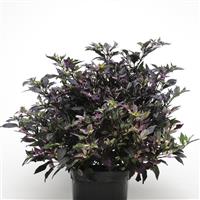 Purple Flash Ornamental Pepper