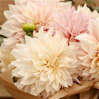 Cafe Au Lait Dahlia