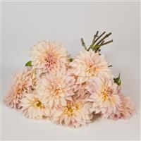 Cafe Au Lait Dahlia