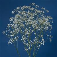 Beauty Bride Gypsophila